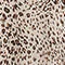open-front-jacket-2l01200-leopard